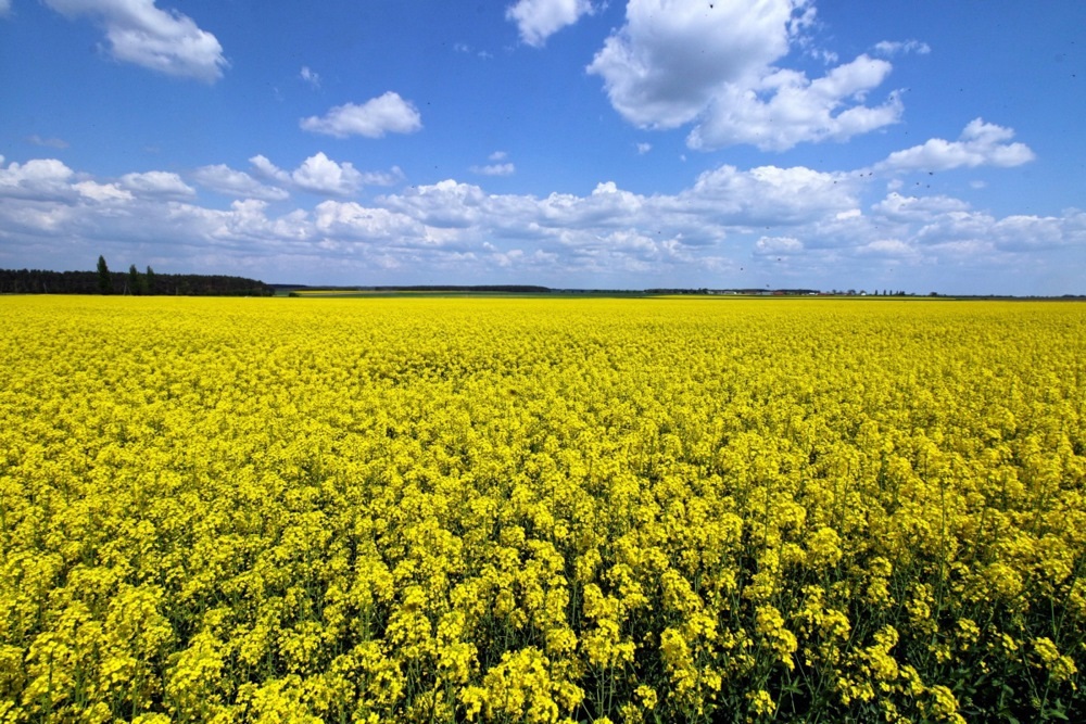 Mehr Öl, weniger Geld für Landwirte: wie der Rapszoll die Agrargewinne umverteilt hat