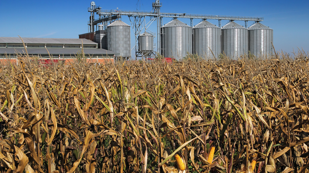 2025 harvest larger than last year's, but exports under threat