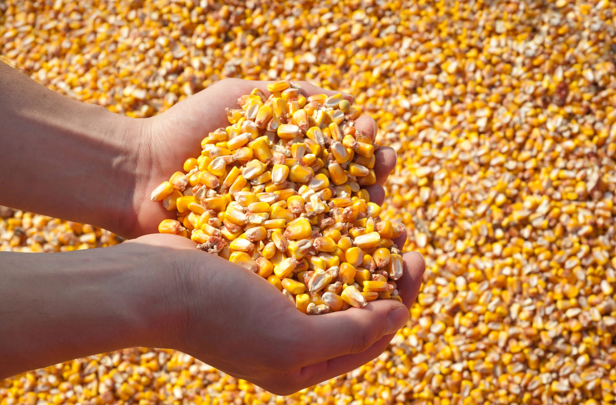 Le surplus de maïs en Ukraine devrait atteindre 5 millions de tonnes