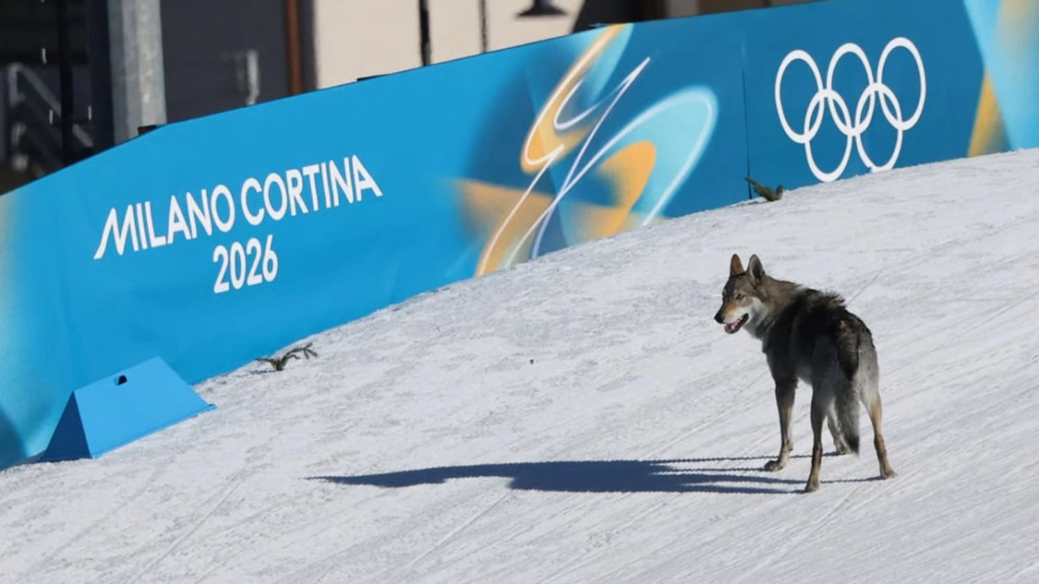 Hund „Nazgul“ lief bei Olympia 2026 über die Strecke – der Vorfall wurde zum Hit, beeinflusste die Ergebnisse jedoch nicht
