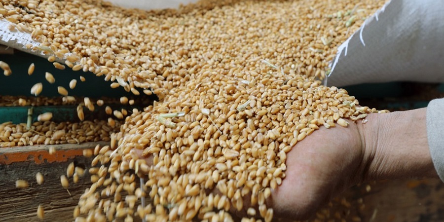 7 millions de tonnes de blé — et nulle part où les écouler : l'Ukraine aborde la nouvelle récolte avec des stocks records