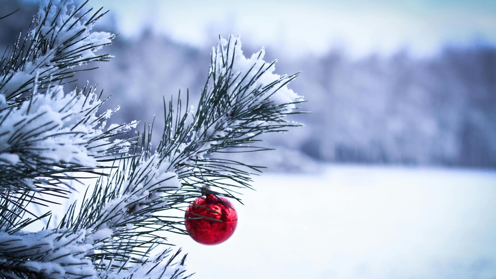Die Wälder der Ukraine beginnen mit dem Verkauf von Weihnachtsbäumen und planen 140.000 Bäume