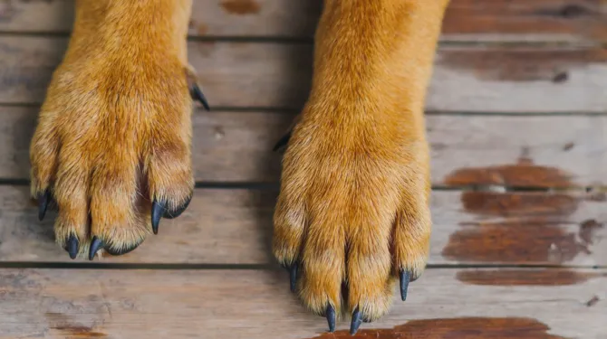 Borodianka, où 222 chiens ont péri dans des enclos, cherche une nouvelle maison pour Roudy
