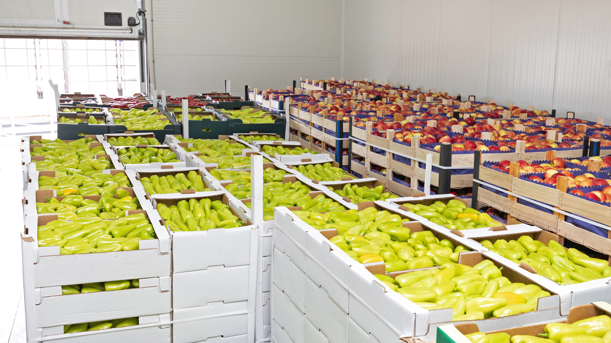 Der Staat übernimmt bis zu 30 % der Kosten für Gemüse- und Obstspeicher – wie das Ernte und Arbeitsplätze schützt