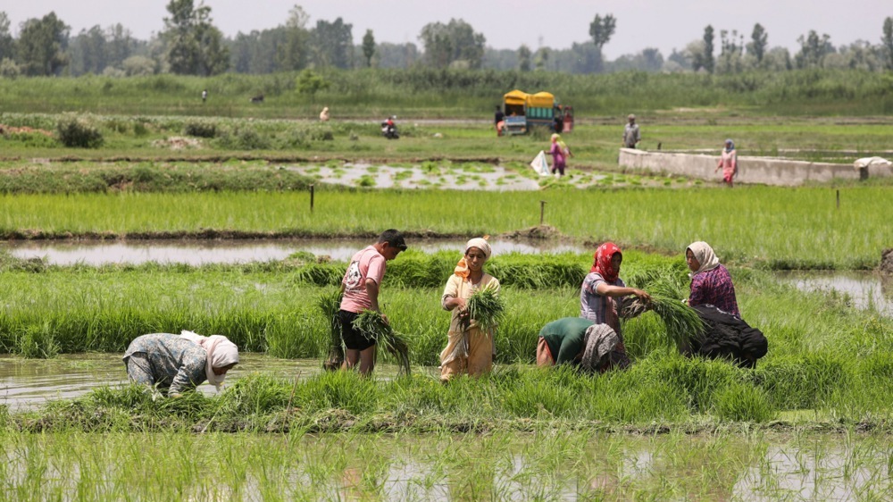 L'Inde se tourne à nouveau vers la Russie et la Biélorussie pour s'approvisionner en engrais : qu'est-ce que cela signifie pour le marché mondial et les semis en Ukraine ?
