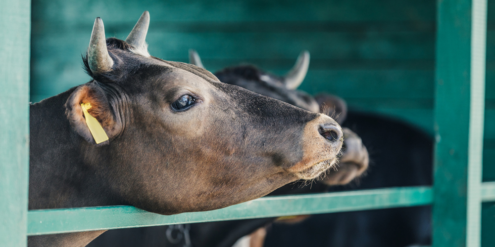 Three new markets for Ukrainian livestock in Algeria — what it means for farmers and exporters