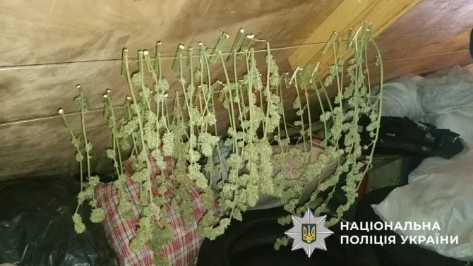 Vom Samen bis zur Tüte: In der Kiewer Region aufgedeckt – kompletter Anbau- und Vertriebszyklus von Cannabis