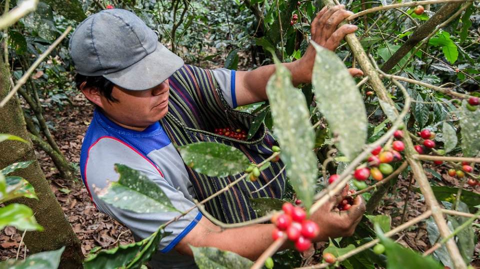 Der Klimawandel verändert die Kaffeeplantagen Brasiliens: Robusta verdrängt Arabica