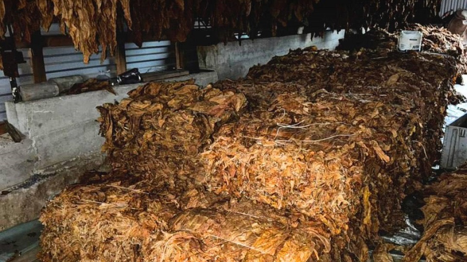 50 000 cigarettes par jour à Odessa : comment un réseau clandestin profitait de l'augmentation des accises