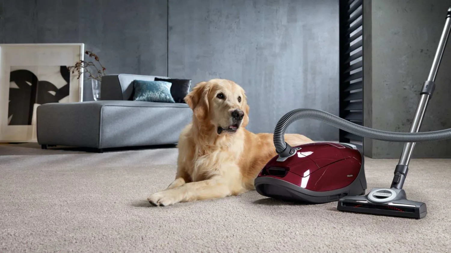 "Natural" doesn't mean safe: what kills pets during cleaning