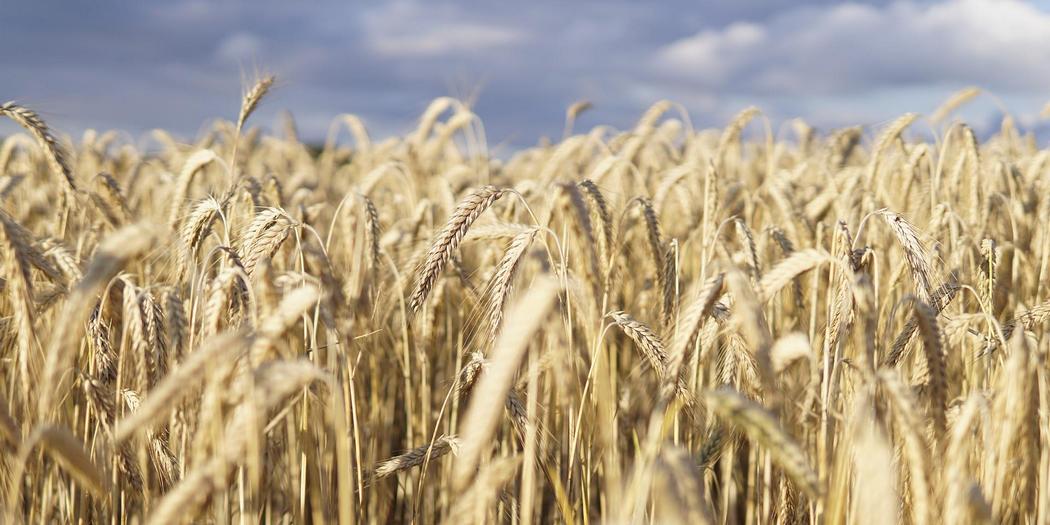 96% of wheat is imported. Egypt built an artificial river to change that